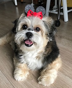 Meu pet riachuelo - Belinha