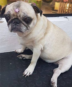 Meu pet riachuelo - Belinha