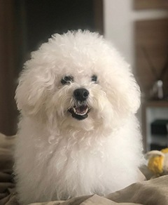 Meu pet riachuelo - Brian