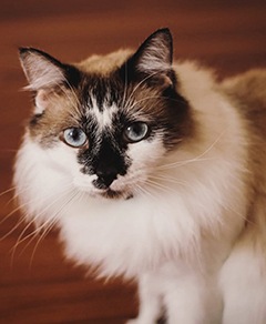 Meu pet riachuelo - Chanty Lee