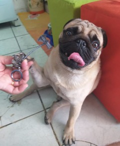 Meu pet riachuelo - Robert D'Niro