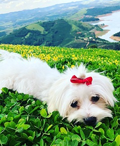 Meu pet riachuelo - Edwiges