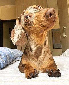 Meu pet riachuelo - Frederico