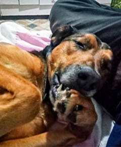 Meu pet riachuelo - Jade