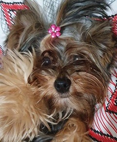 Meu pet riachuelo - Jully
