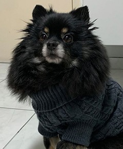 Meu pet riachuelo - Kiki