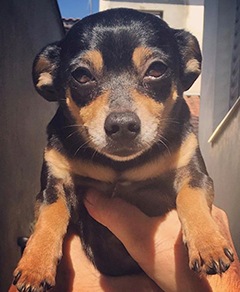 Meu pet riachuelo - Lola