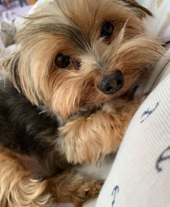 Meu pet riachuelo - Luke