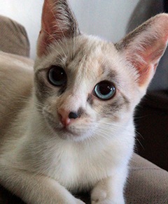 Meu pet riachuelo - Nina