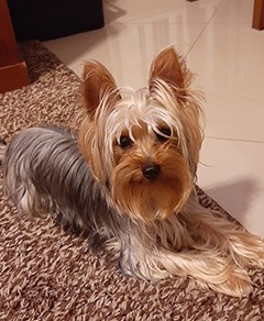 Meu pet riachuelo - Nina