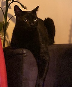 Meu pet riachuelo - Odara