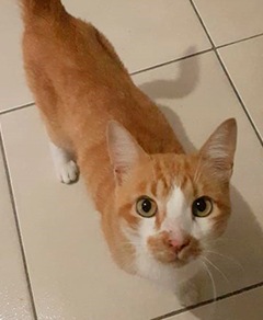 Meu pet riachuelo - Rajesh