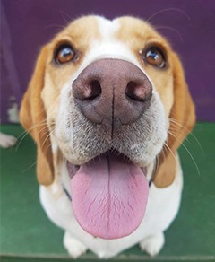 Meu pet riachuelo - Tobias Irineu